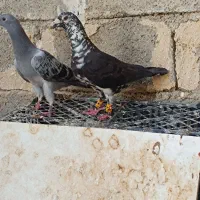 تعداد‌کبوتر‌جفتی|پرنده|برازجان, |دیوار