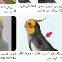 عروس هلندی