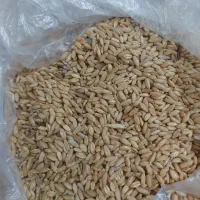 گندم|خوردنی و آشامیدنی|بروجرد, |دیوار
