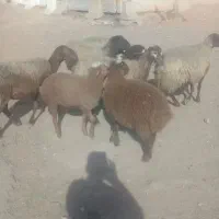 ۴عددگوسفندوبره
