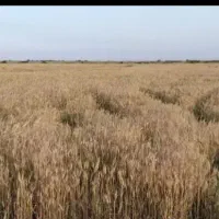 فروش گندم