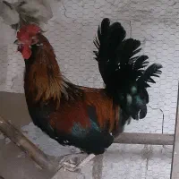 خروس محلی و اردک|حیوانات مزرعه|ساری, |دیوار