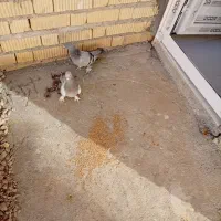 یک‌جفت‌کبوتر‌پلاکی‌به‌شرط|پرنده|اقلید, |دیوار