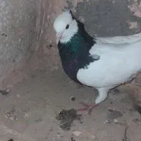 جوفتش باهم ۱۲۰۰ معاوضه هم دارم|پرنده|سبزوار, قائم|دیوار