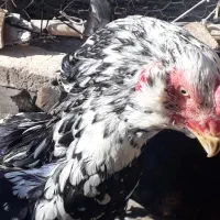 خروس‌لاری