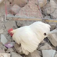 خروس|حیوانات مزرعه|قدس, شهر‌قدس|دیوار