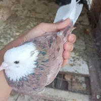 هما سرور نر