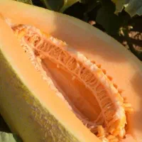 فروش خربزه