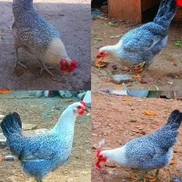 تخم‌مرغ نطفه دار گلین‌لری