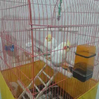 عروس هلندی|پرنده|دورود, |دیوار