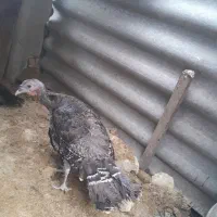 بوقلمون ماده|حیوانات مزرعه|ساری, |دیوار