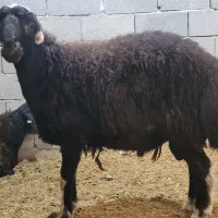 گوسفند پرواری جفتی ۱۰۰