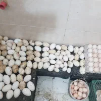 تخم بوقلمون برنز