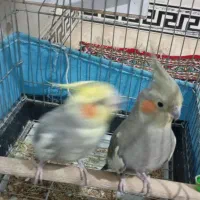 عروس جفت آماده تخم فقط1800|پرنده|وحیدیه, |دیوار