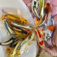 ماهی کوی باله بلند و‌کوتاه مایان استخر اکواریوم