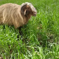 فروش قوچ  گوسفند بز بره گاو