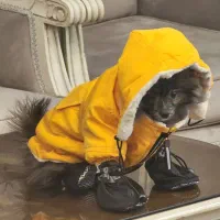 فرشته ی خرسی