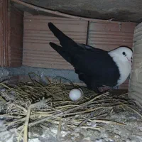 کبوتر کربلای پاک ماده