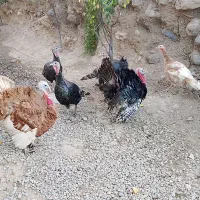 بوقلمون ۳۰۰|حیوانات مزرعه|مشگین شهر, |دیوار