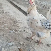 یک عدد خروس گلین  و۲ عدد مرغ