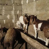 بزغاله خارجی