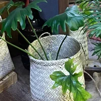 تعدادی گلدان آپارتمانی