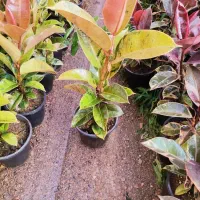 فروش گل فیکوس