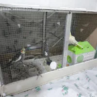 قفس پرنده|لوازم جانبی حیوانات|نقده, |دیوار