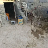 ماده عراقی دو شکم