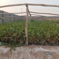 نهال پسته|گل و گیاه طبیعی|ماهان, |دیوار