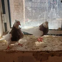 طو قی سالم جوان|پرنده|لیلان, |دیوار