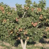 فروش دو ساعت آب با زمین و باغ پسته|فروش زمین و ملک کلنگی|سرایان, |دیوار