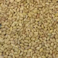 بذر یونجه اصلاح بدون سس