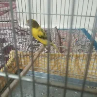 قناری نر و دو عدد ماده