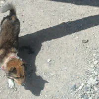 واگذاری سگ پا کوتاه سالم سرحال