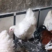 مرغ اورپینگتون-خروس کوشین|حیوانات مزرعه|تاکستان, |دیوار