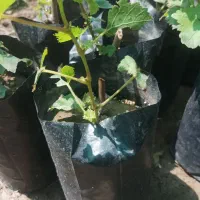 نهال انگور موندراپ|خدمات باغبانی و درختکاری|مریوان, |دیوار