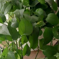 پتوس سبز و ابلق|گل و گیاه طبیعی|کرج, کوی امامیه|دیوار