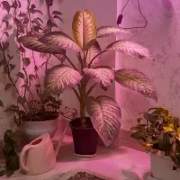 دو عدد گل طبیعی درجه یک