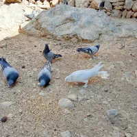 کبوتر پر|پرنده|فارسان, |دیوار