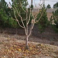 هرس انواع درختان میوه و برش چوب و کود دهی پاییزه|خدمات باغبانی و درختکاری|آبیک, |دیوار
