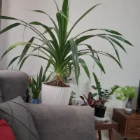 گل پاندالوس ۱۳ساله بنسای