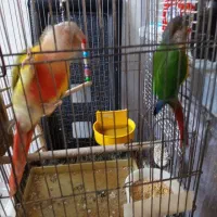 دوتا گریچینک