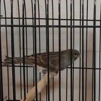 فروش قناری رسمی بلند،نگرو،گلستر،آلاس،پرستار|پرنده|خاوران, |دیوار