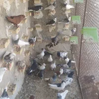 کبوتر رنگی پرشی