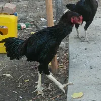 لاری اصل|حیوانات مزرعه|نقده, |دیوار