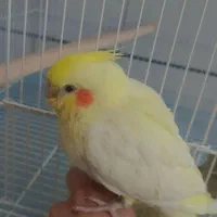 جوجه عروس هلندی و مرغ مینا|پرنده|دوگنبدان, |دیوار