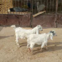 ۳ تا کهره شیری خوراک خور