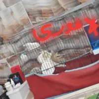 عروس فول دستی و سخنگو با قفس.تا شب با این قیمت|پرنده|فارسان, |دیوار