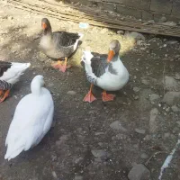 ۳ عدد غاز درشت